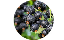 Ingredient 2